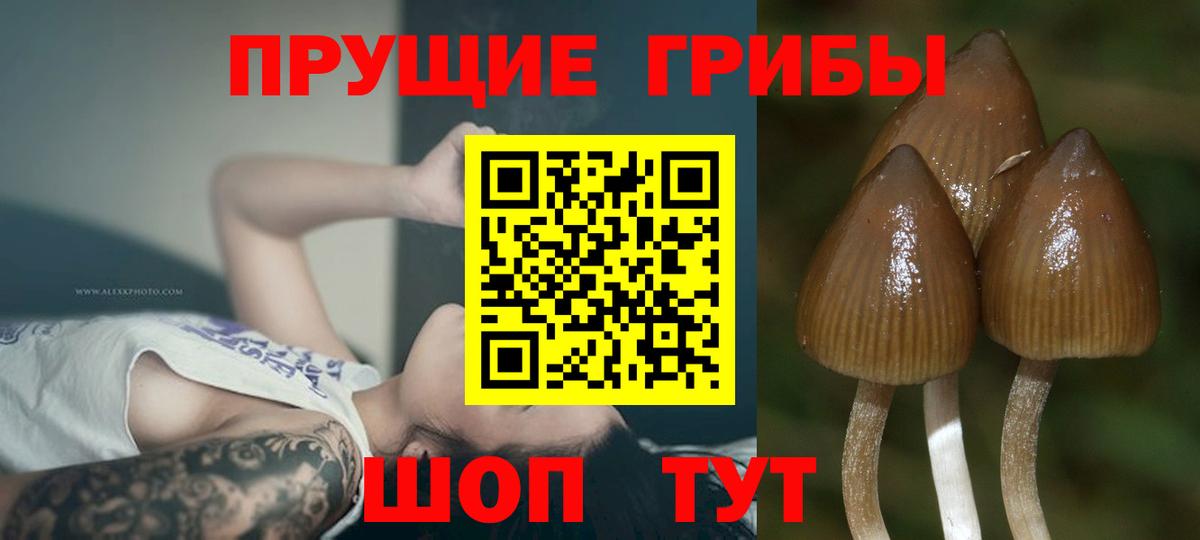 Галлюциногенные грибы Psilocybine cubensis  Вход с VPN  Нижний Тагил 